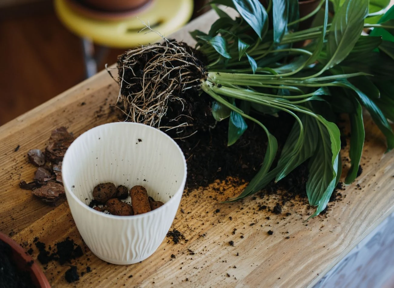 Podczas przesadzania skrzydłokwiatu trzeba pamiętać, że ma ona bardzo delikatne i wrażliwe na uszkodzenia korzenie.
