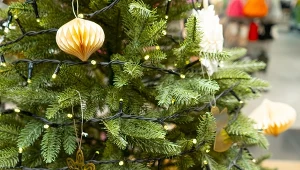 Podlewaj swoją choinkę, a będzie piękna aż do lutego.