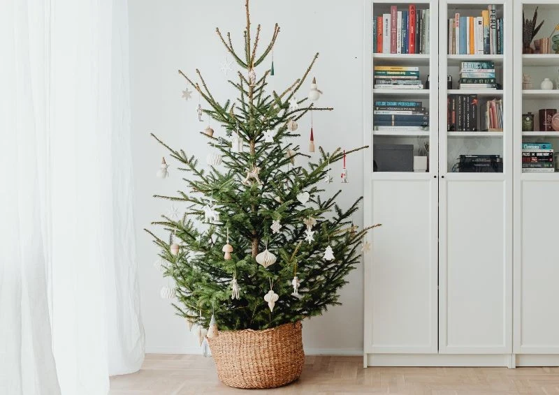 By choinka tygodniami pięknie wyglądała, musisz ją odpowiednio podlewać.