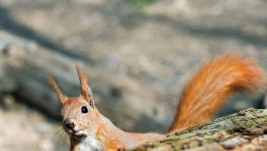 Gdzie i kiedy wiewiórki budują gniazda?