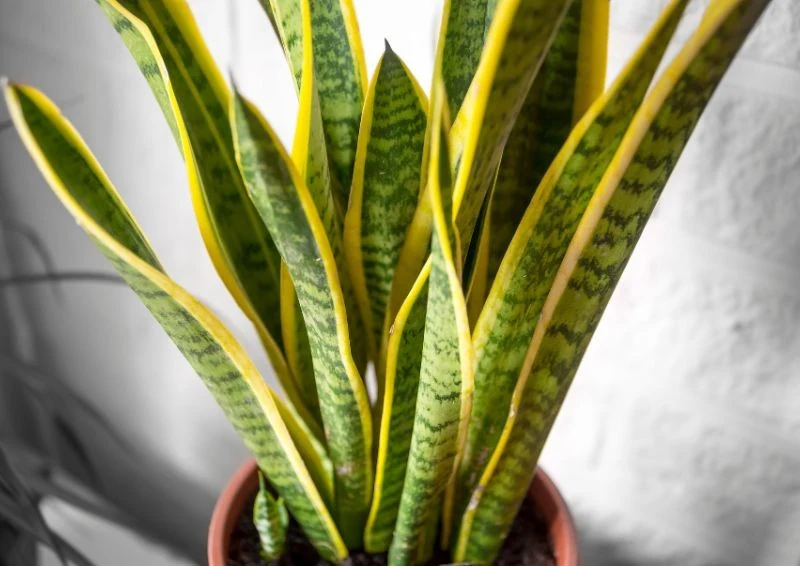 Ziemiórki zazwyczaj ukrywają się u nasady liści sansewierii.