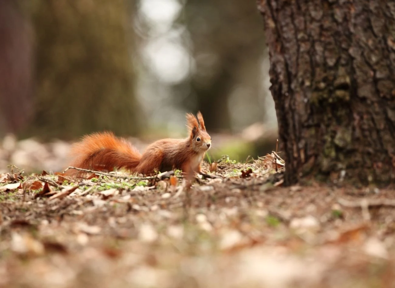 Wiewiórki mogą jednocześnie korzystać nawet z 8 gniazd o różnym przeznaczeniu.