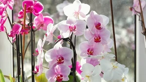 Domowy nawóz pobudzi storczyka do obfitego kwitnienia.