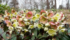 Przedstawiamy najlepszych sąsiadów dla ciemiernika.