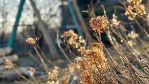 Hortensje przekwitły, więc czas przygotować je na zimę.