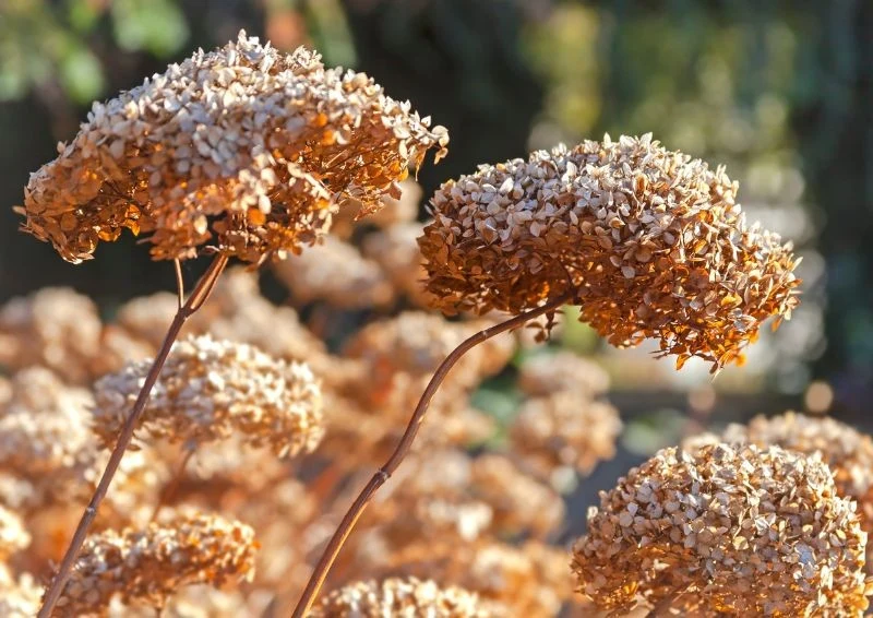 Zimą daj czas hortensji, by zdrewniała i dopiero wtedy przykryj ją agrowłókniną.