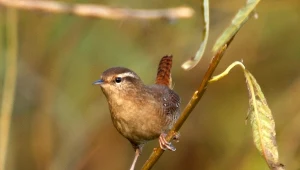 Zimowanie w Polsce nie jest dla strzyżyków łatwe. Są one malutkie – ważą zaledwie 7–12 gramów i mierzą około 10 cm długości.