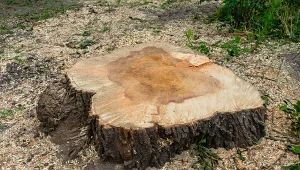 Podpowiadamy, jak usunąć pień drzewa z ogrodu w sprytny sposób.