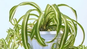 Zimą twoja zielistka potrzebuje specjalnego traktowania. Fot. Elena Troschak/Canva Pro