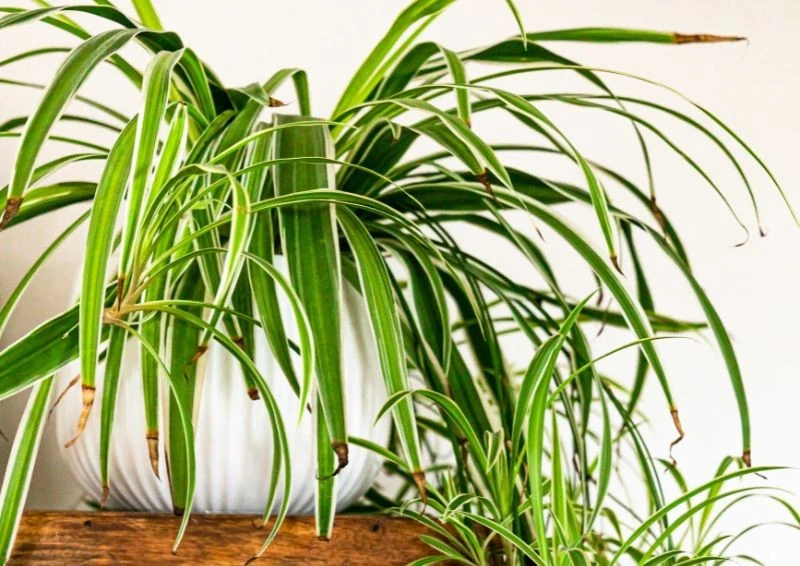 Zimą zadbaj o odpowiednią pielęgnację zielistki.