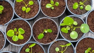 Poznaj prosty sposób na rozmnożenie pieniążka.