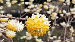 Jakie krzewy kwitną zimą w ogrodzie? Na zdjęciu edgeworthia papierodajna.