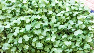 Mikrolistki uważane są za superfood – dostarczają dużo wartości odżywczych w małej porcji. Jak je uprawiać w domu?