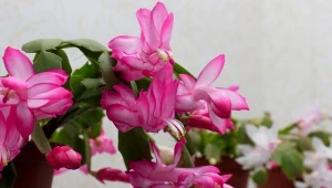 Kiedy i jak najlepiej podlewać grudnika?