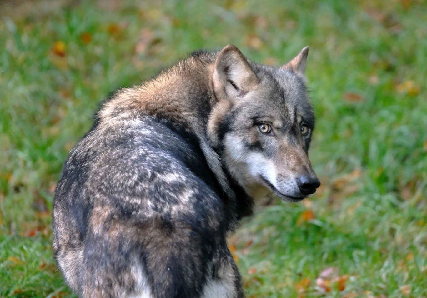 Badania wskazują, że wilki może przyciągać padlina z gospodarstw Wilk patrzący przez ramię stoi na zielonej trawie, jego futro ma szaro-brązowe odcienie.
