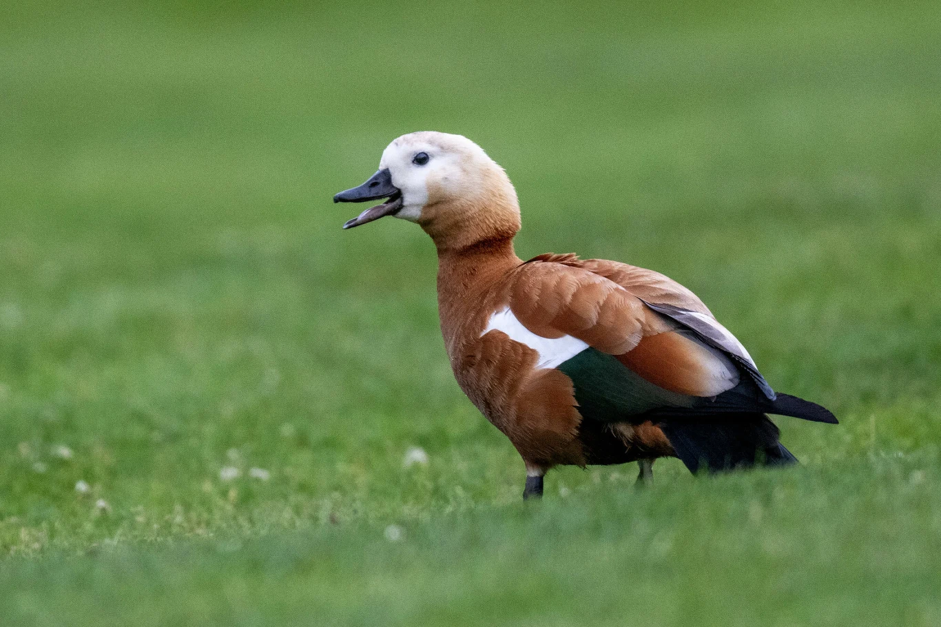Rudobrązowa kaczka z białą głową stoi na zielonej trawie, ma otwarty dziób, jakby wydawała dźwięk.