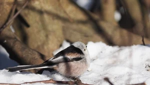 Raniuszki będą licznie przyfruwać do ogrodu. Oto co musisz zrobić