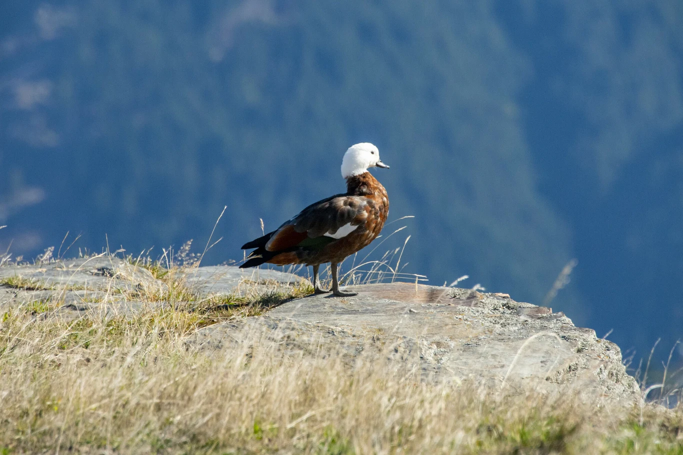 Kazarka rajska z Nowej Zelandii to ptak przepiękny. Samica ma białą głowę Ptak o brązowym upierzeniu i białej głowie stoi na skalistym urwisku, w tle rozpościera się nieostry widok gór.