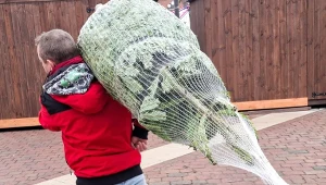 Rusza największa w Polsce wypożyczalnia choinek. Znamy dokładne ceny 