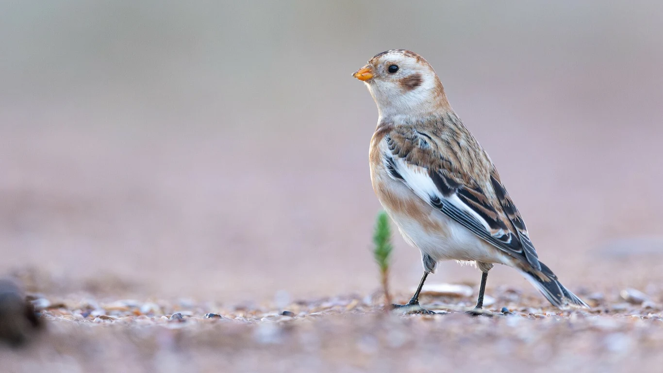 Śnieguła migruje na zimę. Tu - nie na śniegu, ale na piasku plaży w Normandii we Francji Śnieguła o brązowo-białym upierzeniu stoi na ziemi na otwartej przestrzeni, w tle rozmyte neutralne kolory.