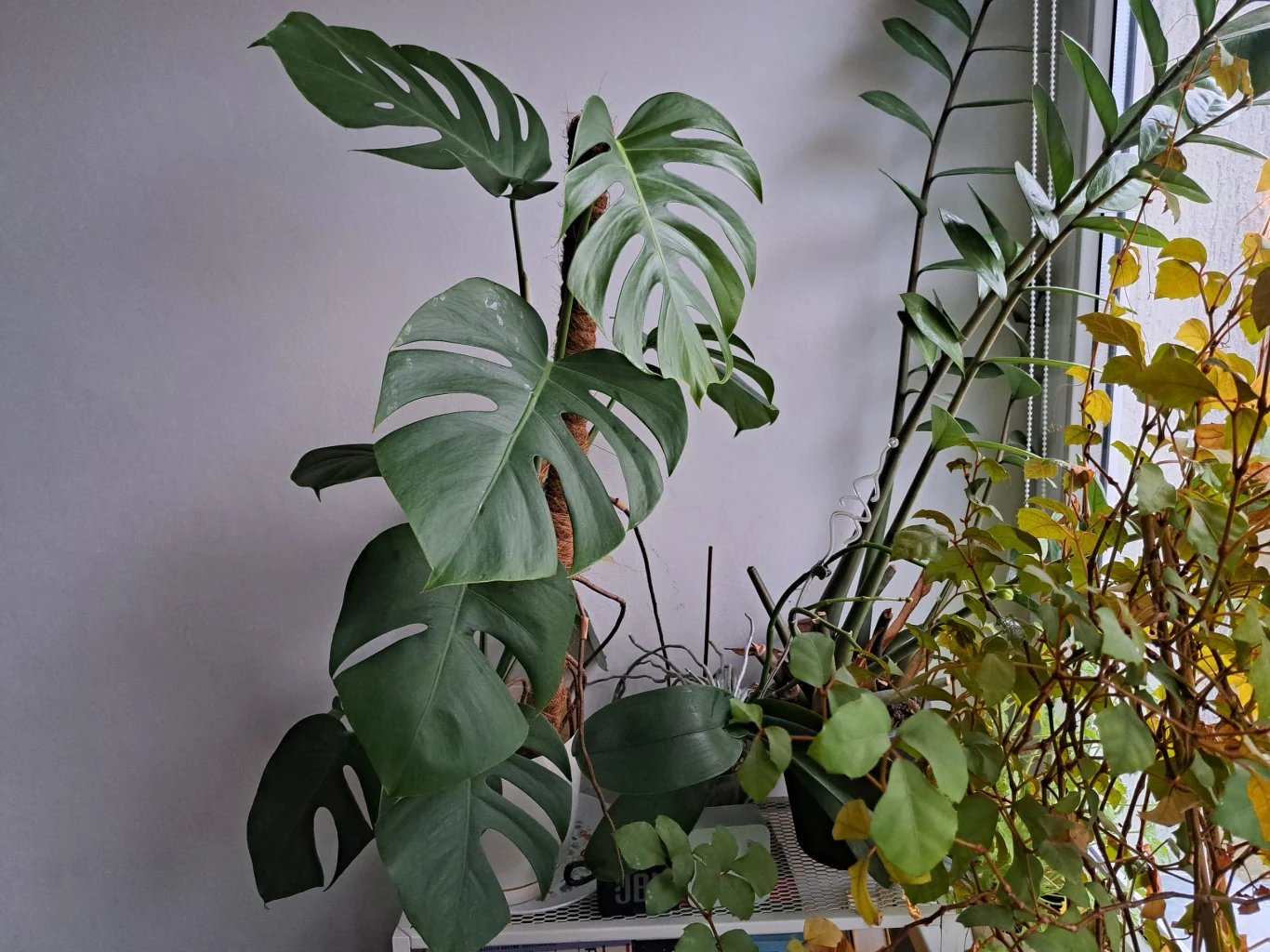 Na liściach monstery są plamy? Uważaj, bo może jej grozić zamieranie Duża monstera z charakterystycznie powycinanymi liśćmi umieszczona przy ścianie na parapecie, otoczona innymi zielonymi roślinami doniczkowymi oraz żółknącymi liśćmi jednej z nich w prawym dolnym rogu kadru.