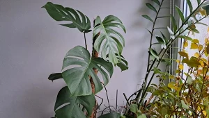 Modna, ale narażona na szkody. Jeden błąd, liście będą w paskudnych plamach