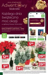Gorące oferty na chłodne dni - Stokrotka