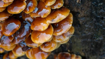 Szukaj ich w niespodziewanych miejscach. Zimowe grzyby potrafią się ukryć w lesie