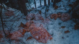 Odrażające odkrycie w polskim lesie. Zrzucił 130 kg ze skarpy do potoku