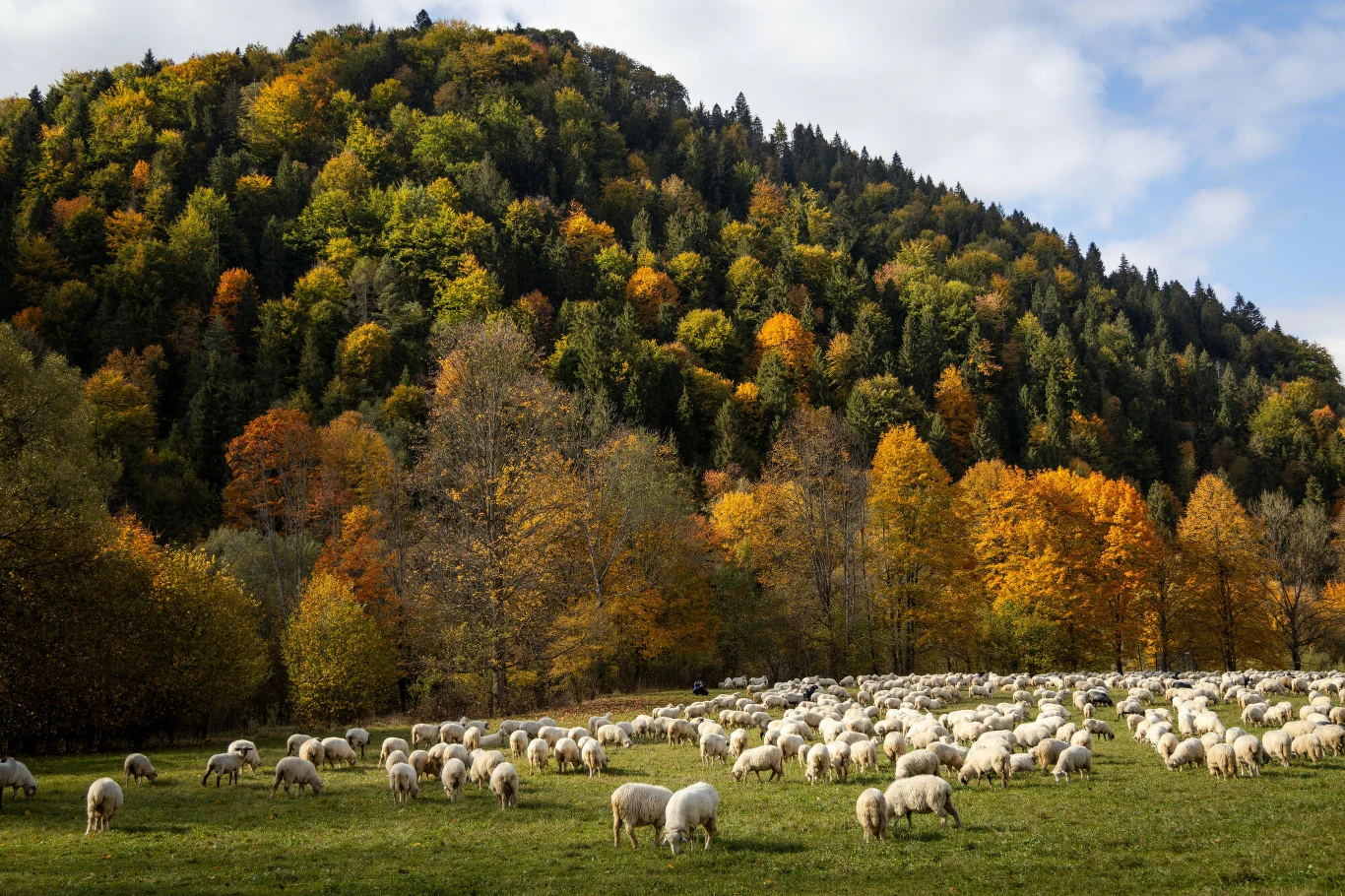 Odrażającego odkrycia dokonano niedaleko Szczawnicy Stado owiec pasących się na zielonej łące otoczonej jesiennymi drzewami, w tle zalesione wzgórze pokryte kolorowymi liśćmi.