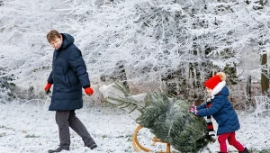 Choinki — gdzie można je samodzielnie wyciąć? Plantacja choinek