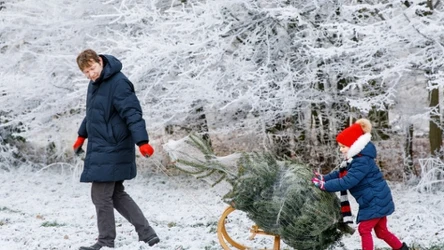 Podróż po choinkę, która stanie się świąteczną ozdobą domu, to wielkie przeżycie dla dzieci i dorosłych. Warto wybrać się na plantację choinek całą rodziną. 