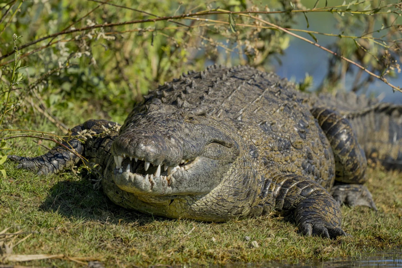 Krokodyle nilowe były ważnymi zwierzętami dla Egipcjan Duży krokodyl leży na trawie w pobliżu wody, otoczony zieloną roślinnością. Jego szeroko otwarty pysk odsłania ostre zęby, a gruba, łuskowata skóra jest wyraźnie widoczna.