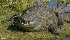 Rozkroili krokodyla liczącego 3 tys. lat. W środku było coś zaskakującego