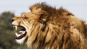 Lwy żyły w Europie i atakowały ludzi. Są na to nowe dowody