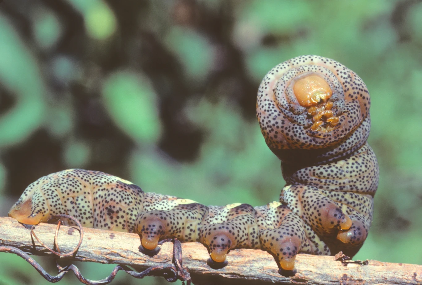 Gąsienice zawisakowatych są spore i mają wiele pomysłów obronnych. Tu gatunek Eumorpha pandorus Duża gąsienica o wyrazistych, plamistych wzorach na ciele, siedząca na gałęzi na tle zielonych, rozmytych liści. Jej ciało jest grube i wygięte, głowa znacznie większa i okrągła, stanowiąca dominujący element kadru.