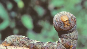 Znalazły sposób, jak uniknąć napastników. Gąsienice robią to, co węże