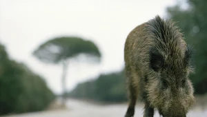 Zabiją połowę wszystkich dzików. Władze wydały wyrok na zwierzęta