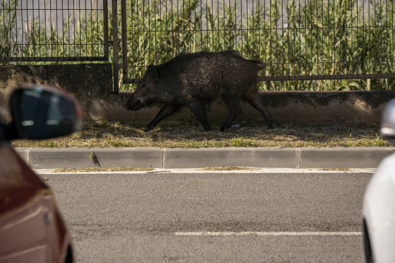 Rząd Katalonii zwrócił się na początku miesiąca o pomoc wojska, aby pomogło w opanowaniu rozprzestrzeniania się ASF wśród dzików Dzik poruszający się wzdłuż ulicy, oddzielony od jezdni betonowym krawężnikiem, widoczny fragment dwóch samochodów oraz metalowe ogrodzenie i zarośla w tle.