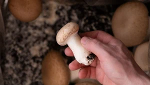 Własne pieczarki albo boczniak. Wyhodujesz w tydzień, bez piwnicy