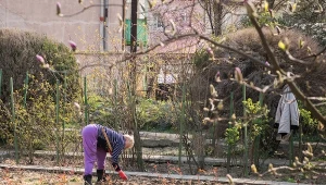 Gleba będzie żyzna, a warzywa zdrowsze. Wystarczy położyć na grządkach