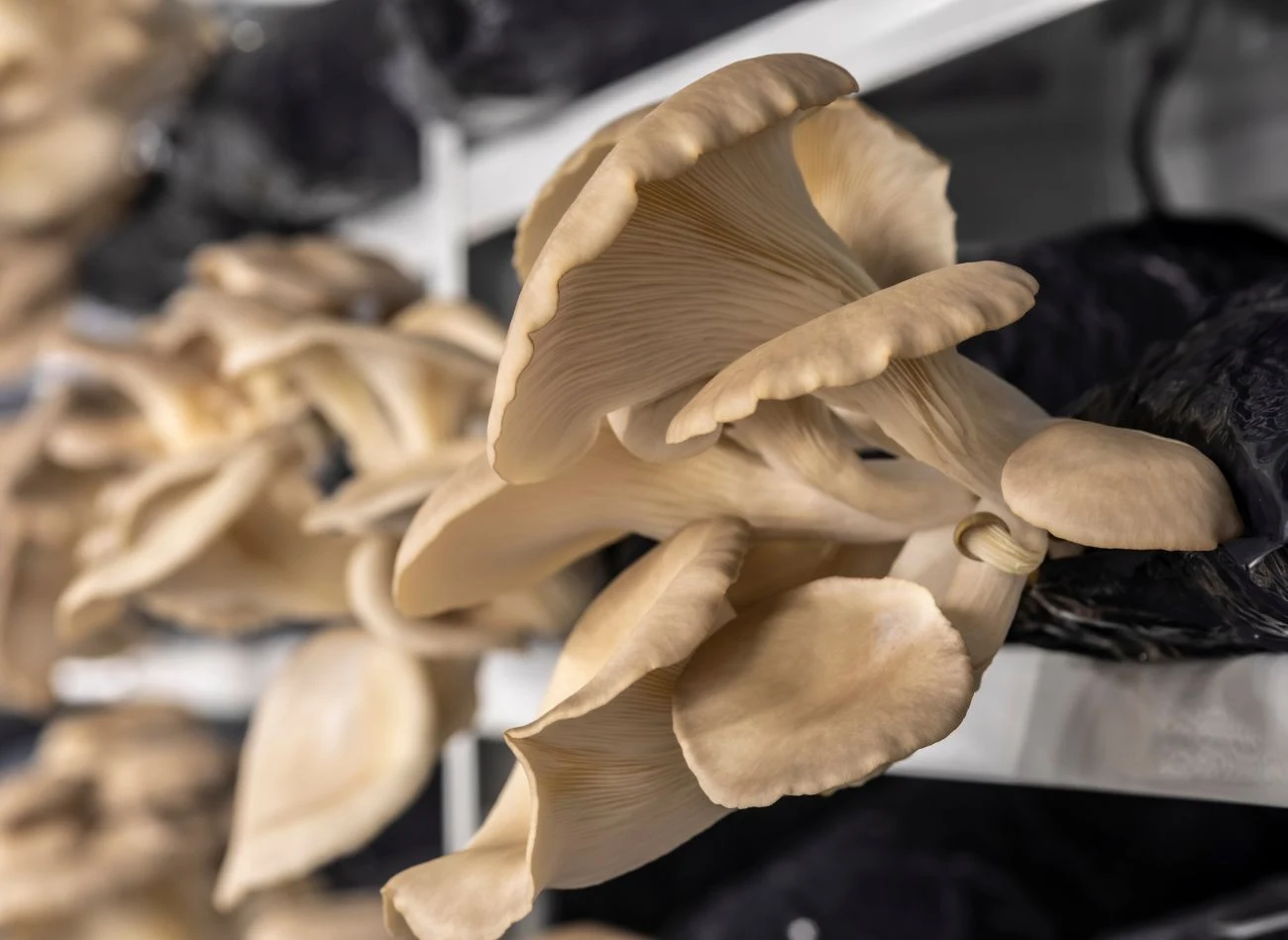 Łatwy w uprawie, a także bardzo smaczny jest boczniak