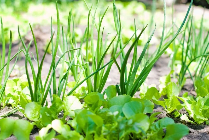 Dzięki naturalnym ściółkom, które użyźnią glebę przez zimę, warzywa będą lepiej rosły wiosną
