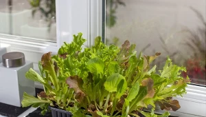 Woda, szczypta nawozu i sałata urośnie na parapecie. Bez podłoża i sprzętu