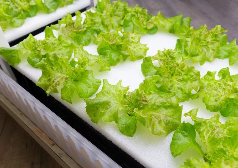 Uprawa w hydroponice nie jest łatwa, ale daje gwarancję zdrowych warzyw przez cały rok.