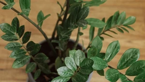 Nie wyrzucaj, tylko włóż do doniczki. Zamiokulkas w końcu zacznie rosnąć