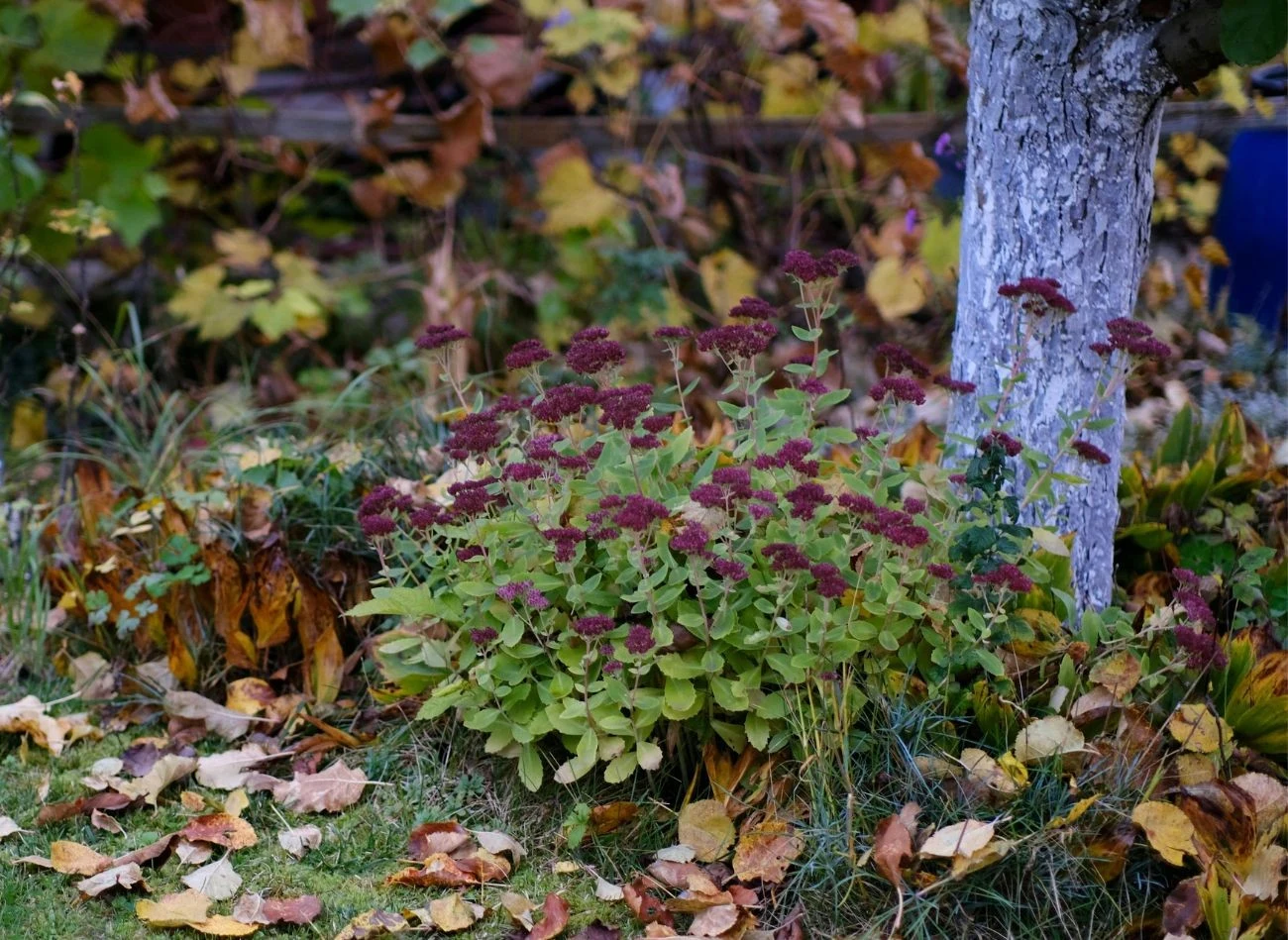 Naturalny korek po winie można z powodzeniem wykorzystać w ogrodzie jako naturalną ściółkę rabat i grządek, drenaż czy dodatek do kompostu