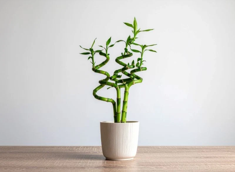 Dracena Sandera, czyli lucky bamboo, przyciąga dobrobyt, podobnie jak złota misa z owocami