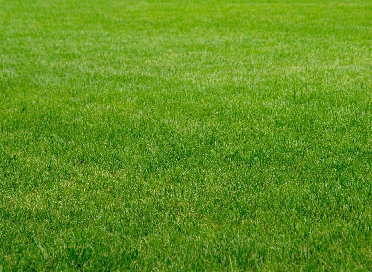 Wysiew spoczynkowy nie zagęszcza trawnika zaraz po siewie, jego efekty są widoczne dopiero wiosną