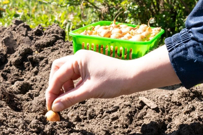 Nawet w grudniu możesz jeszcze posadzić cebulę ozimą.